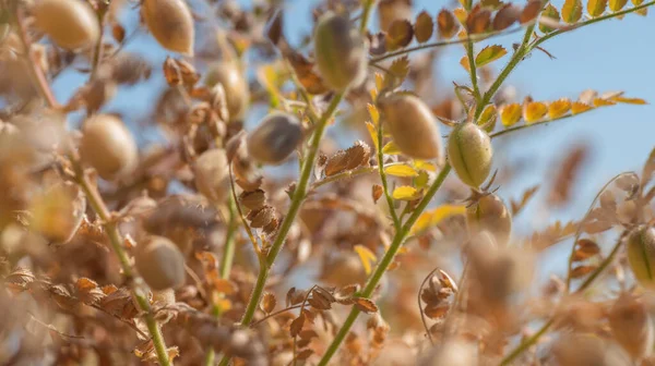 Çiftlik tarlasında yeşil bitkilerle bezelye kabuğu, yakın plan..
