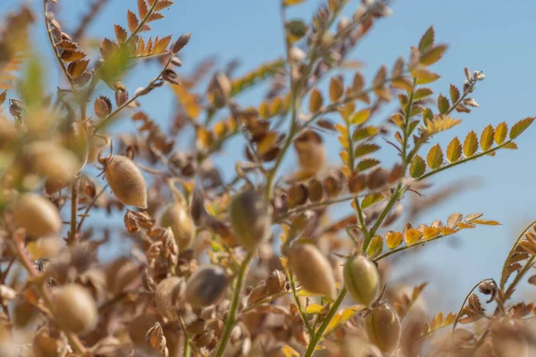 Çiftlik tarlasında yeşil bitkilerle bezelye kabuğu, yakın plan..
