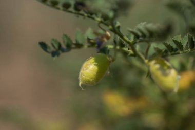Çiftlik tarlasında yeşil bitkilerle bezelye kabuğu, yakın plan..