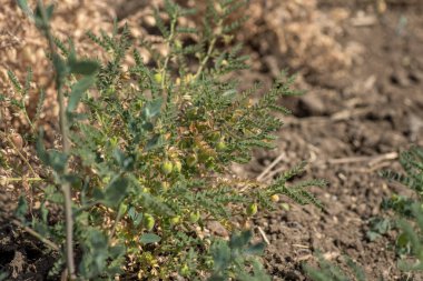 Çiftlik tarlasında yeşil bitkilerle bezelye kabuğu, yakın plan..