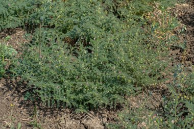 Çiftlik tarlasında yeşil bitkilerle bezelye kabuğu, yakın plan..