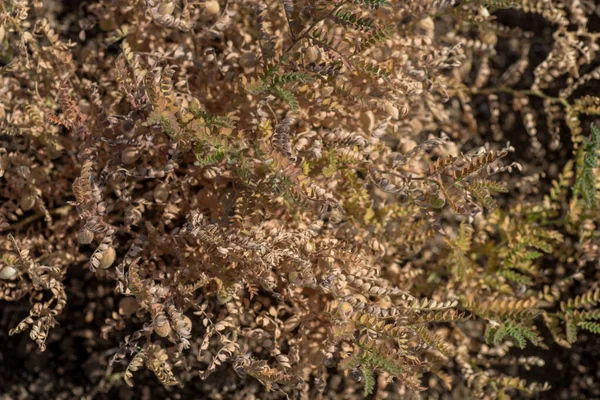 Csicseriborsó hüvely zöld fiatal növényekkel a mezőgazdasági területen, közelkép. — Stock Fotó
