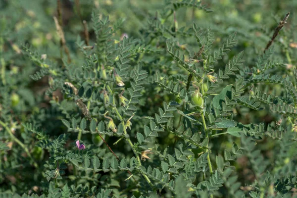 Kichererbsenschote mit grünen Jungpflanzen auf dem Feld, Nahaufnahme. — Stockfoto