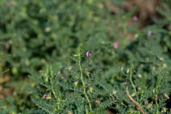 Kikkererwtenpeul met groene jonge planten op het boerenveld, Close-up. — Stockfoto