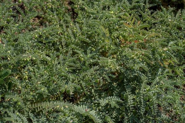 Kichererbsenschote mit grünen Jungpflanzen auf dem Feld, Nahaufnahme. — Stockfoto