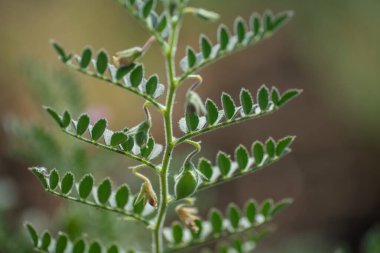 Çiftlik tarlasında yeşil bitkilerle bezelye kabuğu, yakın plan..