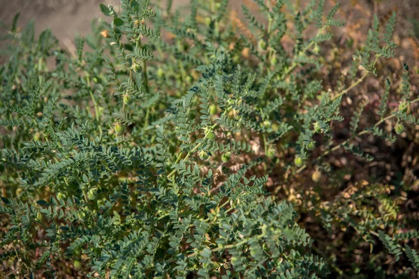 Cizrna lusková se zelenými mladými rostlinami na poli, Detailní záběr. — Stock fotografie