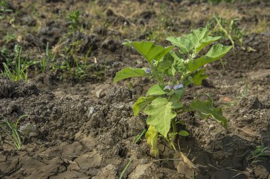 Patlıcan bitkisi mi yoksa bahçede yetişen Brinjal mı?