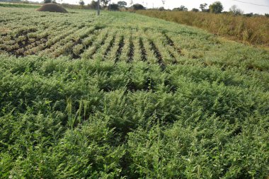 Nohut tarlası, nohut kabuğu, tarlada yeşil taze bitkiler.