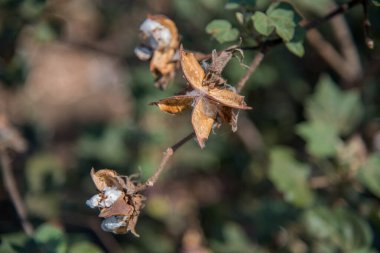 Pamuk tarlası, pamuk topları ve çiçeklere yakın..