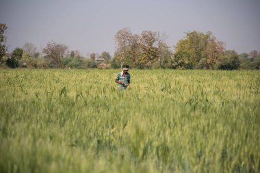 Organik tarım tarlasında yeşil buğday