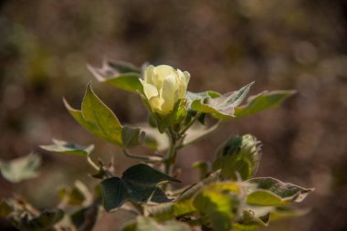 Pamuk tarlası, pamuk topları ve çiçeklere yakın..
