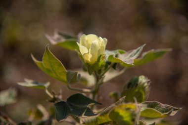 Pamuk tarlası, pamuk topları ve çiçeklere yakın..