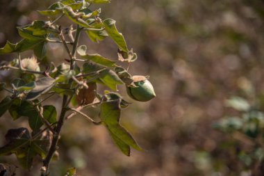 Pamuk tarlası, pamuk topları ve çiçeklere yakın..