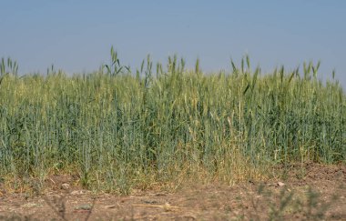 Organik tarım tarlasında yeşil buğday