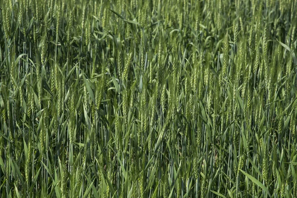 Grüner Weizen auf Biobauernhof — Stockfoto