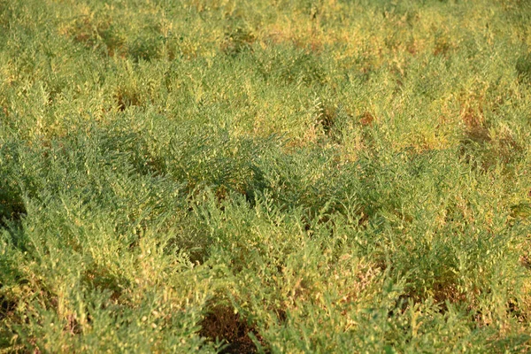 Csicseriborsó gazdaság területén, Csicseriborsó hüvely zöld fiatal növények a mezőgazdasági területen — Stock Fotó