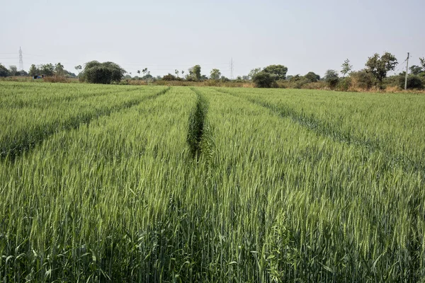 Trigo verde en el campo agrícola ecológico — Foto de Stock