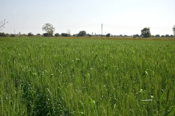 Trigo verde no campo de exploração biológica — Fotografia de Stock