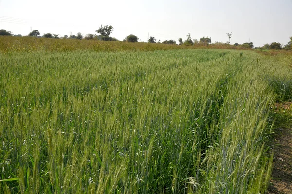 Green wheat at organic farm field — Stock Photo, Image