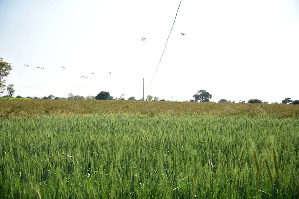 Trigo verde en el campo agrícola ecológico — Foto de Stock