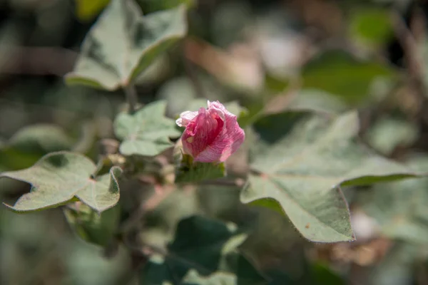 Cotton farm field, Close up of cotton balls and flowers.