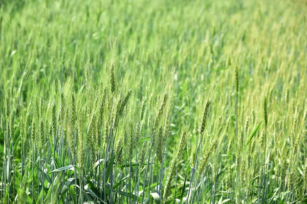 Grüner Weizen auf Biobauernhof — Stockfoto