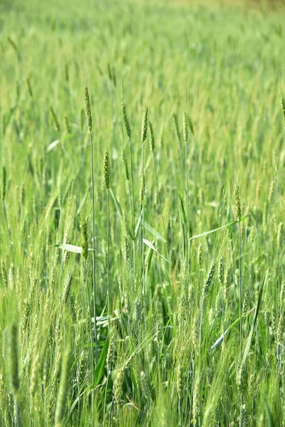 Trigo verde en el campo agrícola ecológico — Foto de Stock