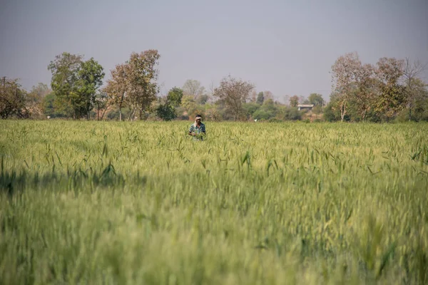 Trigo verde en el campo agrícola ecológico — Foto de Stock