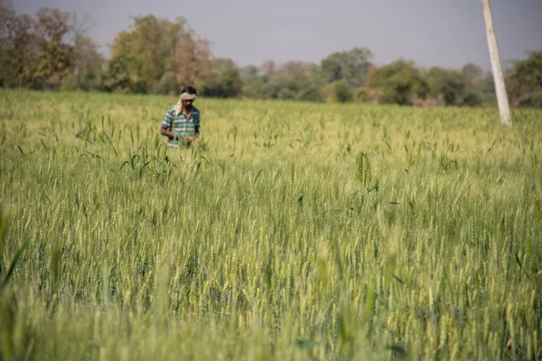 Trigo verde en el campo agrícola ecológico — Foto de Stock