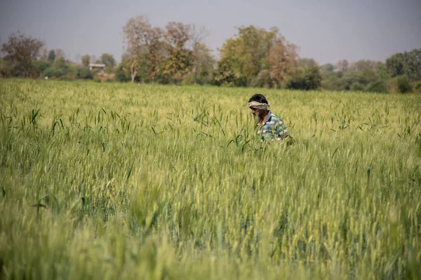 Organik tarım tarlasında yeşil buğday