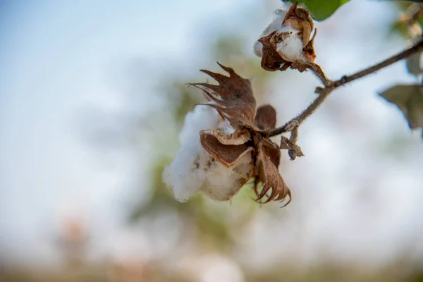 Cotton farm field, Close up of cotton balls and flowers.