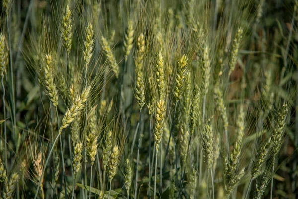 Grönt vete på ekologiskt lantbruk — Stockfoto