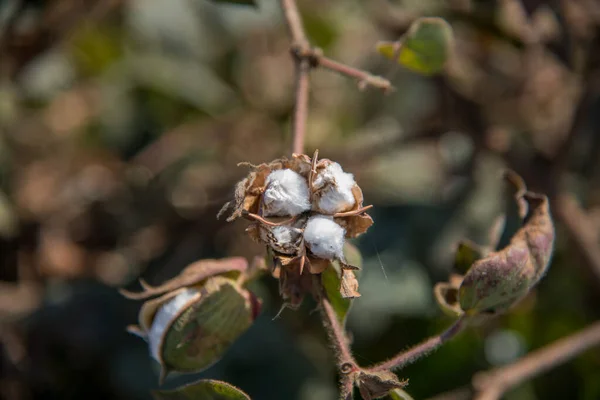 Cotton farm field, Close up of cotton balls and flowers.