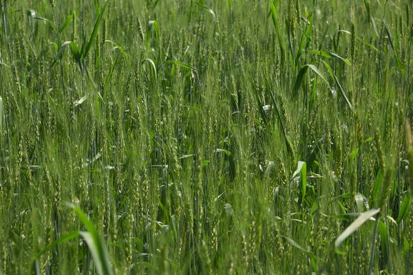 Grüner Weizen auf Biobauernhof — Stockfoto