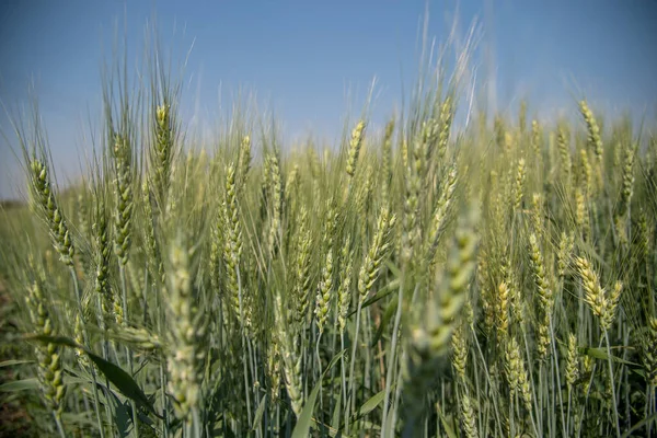 Groene tarwe op biologische landbouwgrond — Stockfoto