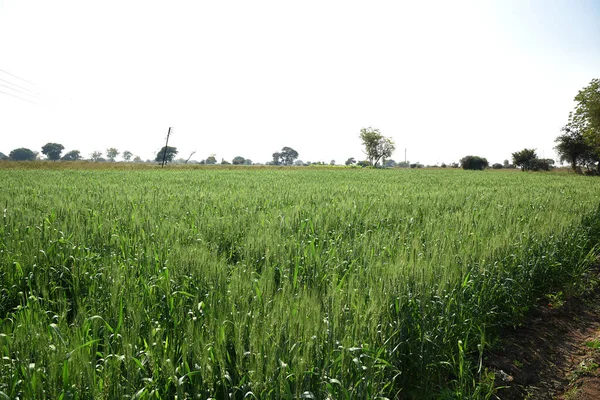 Trigo verde en el campo agrícola ecológico — Foto de Stock