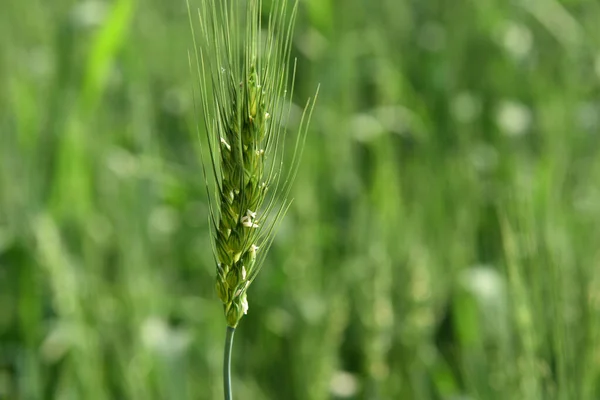 Trigo verde en el campo agrícola ecológico — Foto de Stock