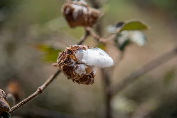 Cotton farm field, Close up of cotton balls and flowers.