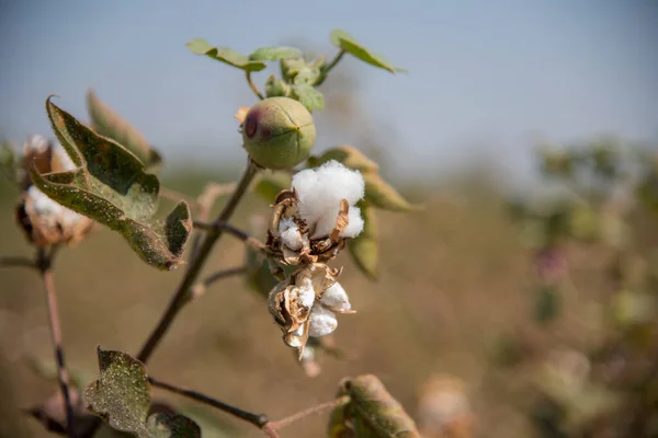 Cotton farm field, Close up of cotton balls and flowers.