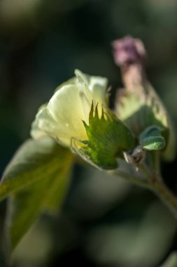 Pamuk tarlası, pamuk topları ve çiçeklere yakın..