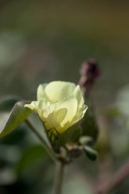 Pamuk tarlası, pamuk topları ve çiçeklere yakın..