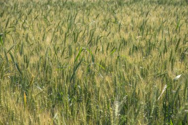 Organik tarım tarlasında yeşil buğday