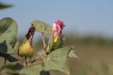 Pamuk tarlası, pamuk topları ve çiçeklere yakın..