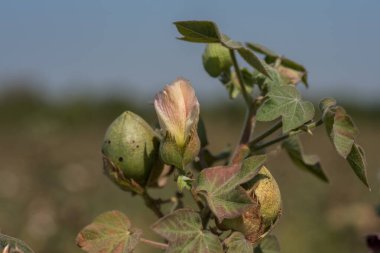 Pamuk tarlası, pamuk topları ve çiçeklere yakın..