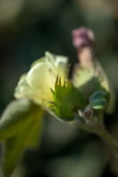 Campo de fazenda de algodão, Close up de bolas de algodão e flores . — Fotografia de Stock