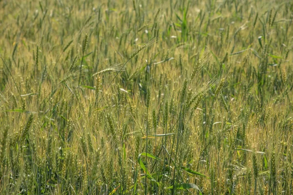 Grönt vete på ekologiskt lantbruk — Stockfoto