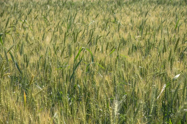 Groene tarwe op biologische landbouwgrond — Stockfoto