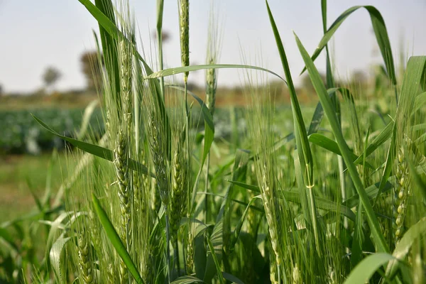 Trigo verde en el campo agrícola ecológico —  Fotos de Stock