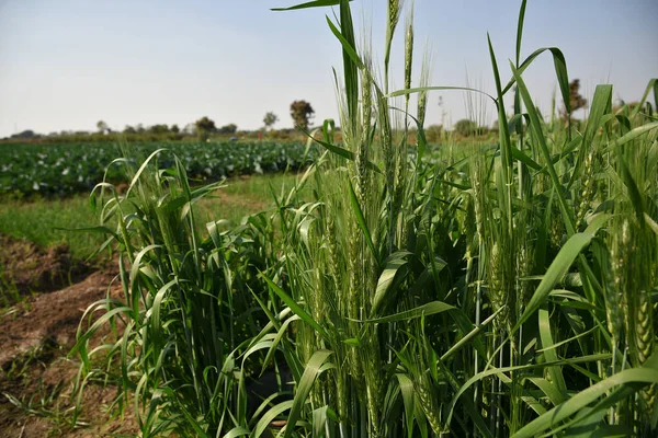 有机农田的绿小麦 — 图库照片